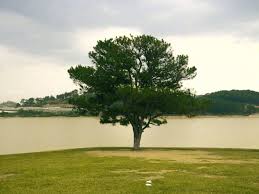 Ảnh bo góc